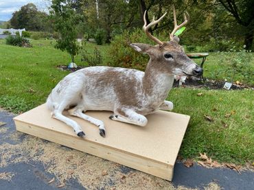 A lifelike deer taxidermy mount resting outdoors on a wooden platform.