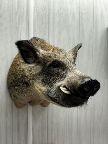 Mounted wild boar head on a wooden wall.