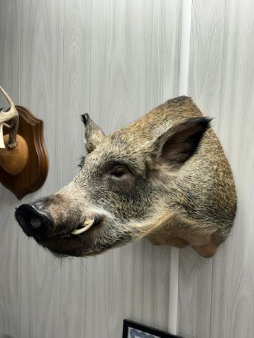 Mounted wild boar head on a wooden wall.