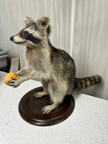 A taxidermy raccoon holding a small orange pumpkin on a wooden base.