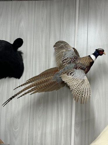 Mounted pheasant with spread wings on a wooden wall.