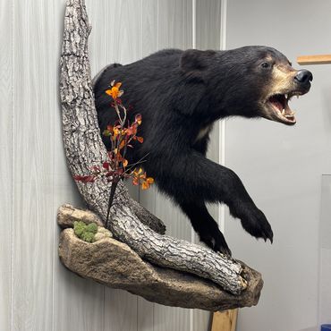 A mounted black bear display with a tree and foliage on a wall.