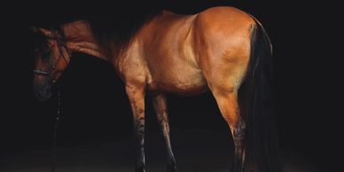 A brown horse stands against a dark background.