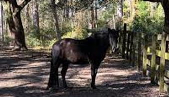 A black horse stands on a shaded dirt path near a wooden fence in a forested area.