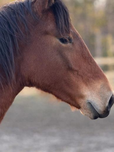 Jigsaw at 1 and half years old