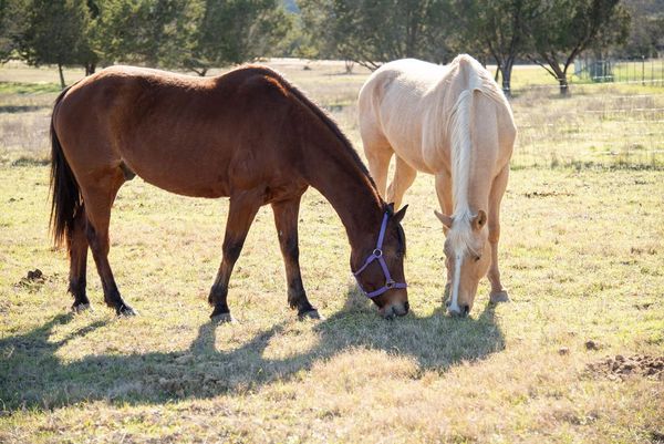 Two horses grazing in pasture