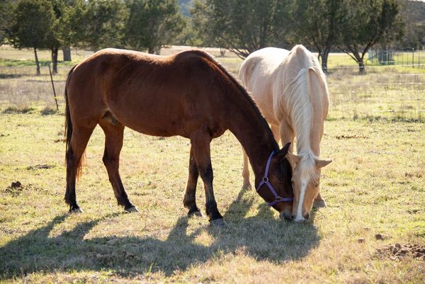 Two horses grazing in pasture