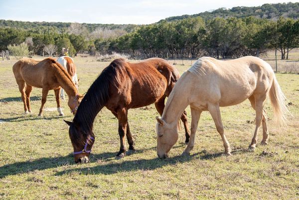 Four horses grazing in pasture