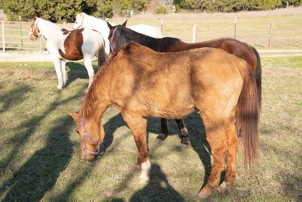 Four members of the equine team