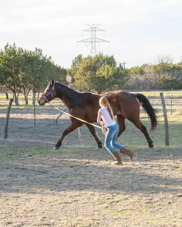 Girl working with horse during during equine-assisted learning session