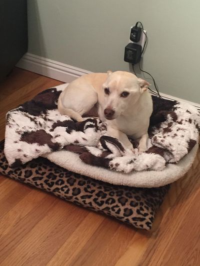 Medical Massage Office Dog