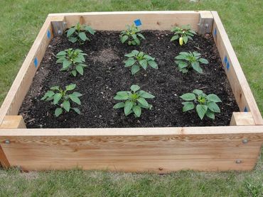 Raised bed