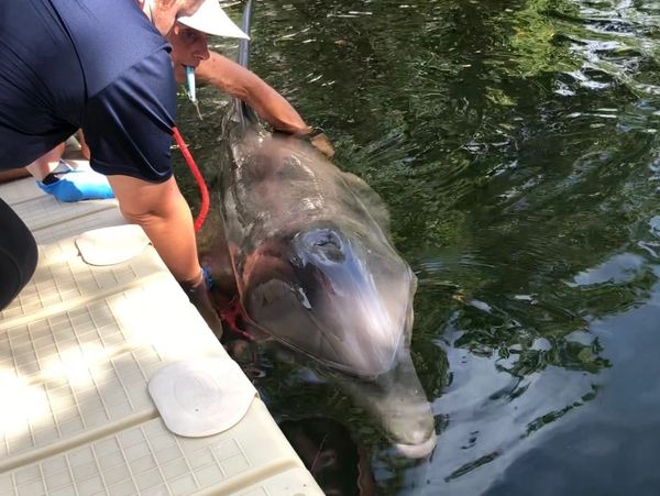 Person tending to a dolphin at the water's edge.