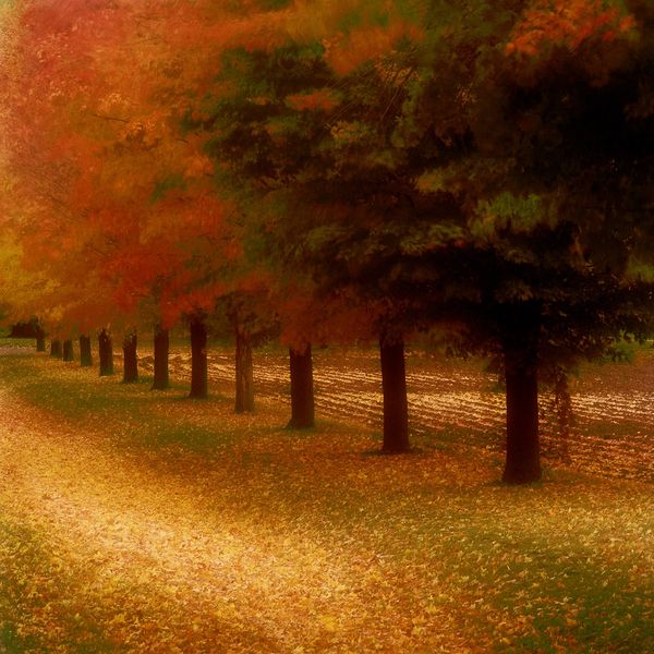 Painterly style tree row, all done in camera.