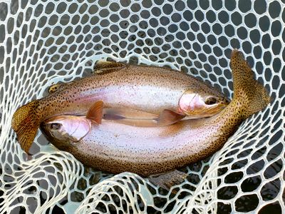Double Rainbow Trout! Trout Fishing on the Roaring Fork River. Fly Fishing Guide Capt Matt Thomas