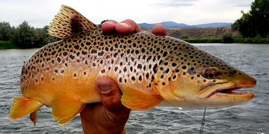 Brown Trout on the Colorado River