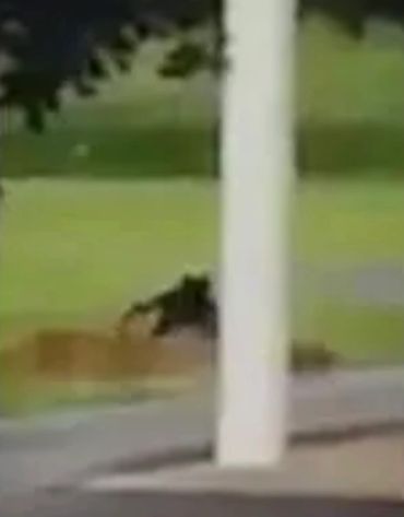 Potential Dogman Digging Up A Grave In Ohio?