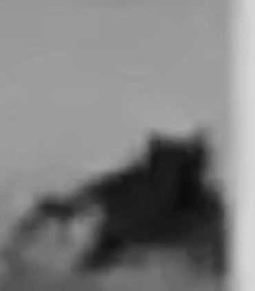 Potential Dogman Digging Up A Grave In Ohio?