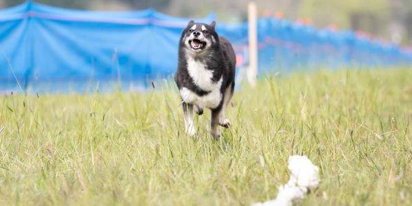 A happy dog running through a grassy field with a blue tarp in the background.