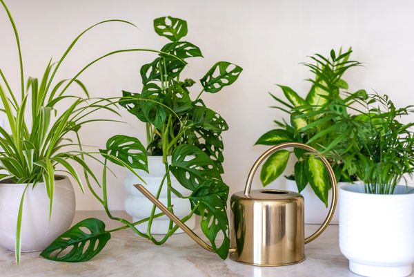 A shiny brass watering can sits on a counter amidst various potted green houseplants