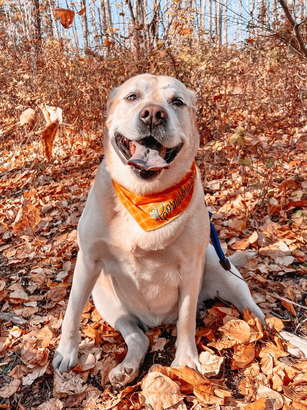 Senior gold dog sitting in fall leaves wearing customized cornerbrooks bandana