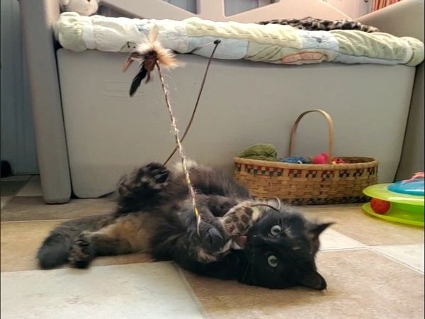 Black and brown cat rolling around with mouse stick
