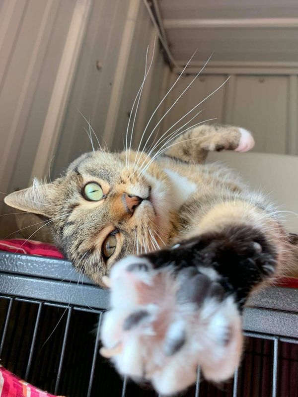 tabby laying on back with outstretched paw towards camera