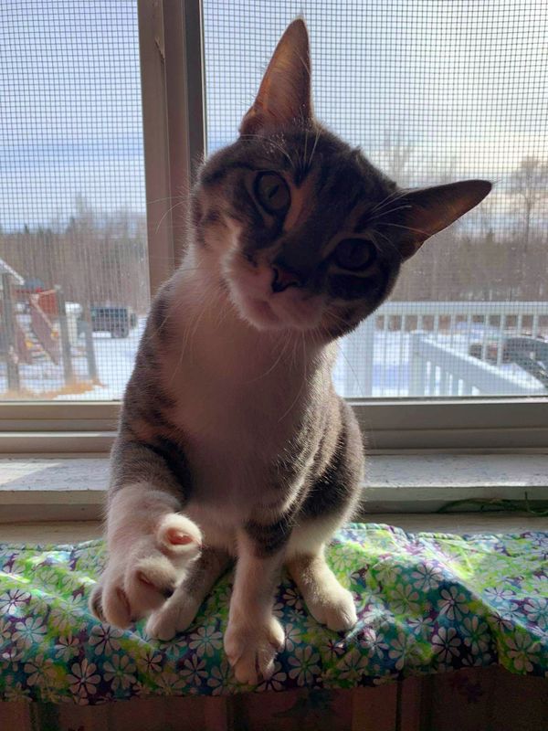 grey and white cat with outstretched paw towards camera