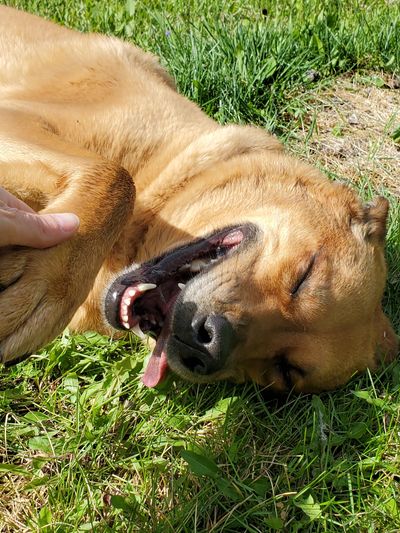 gold lab laying in grass. Huge smile, tongue hanging out. Auntie holding onto her paw