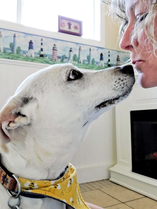 white lab looking up at Cornerbrooks Auntie. Auntie is about to kiss her on the nose.