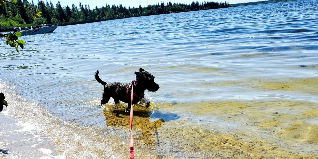 Scottish terrier running around at the lake