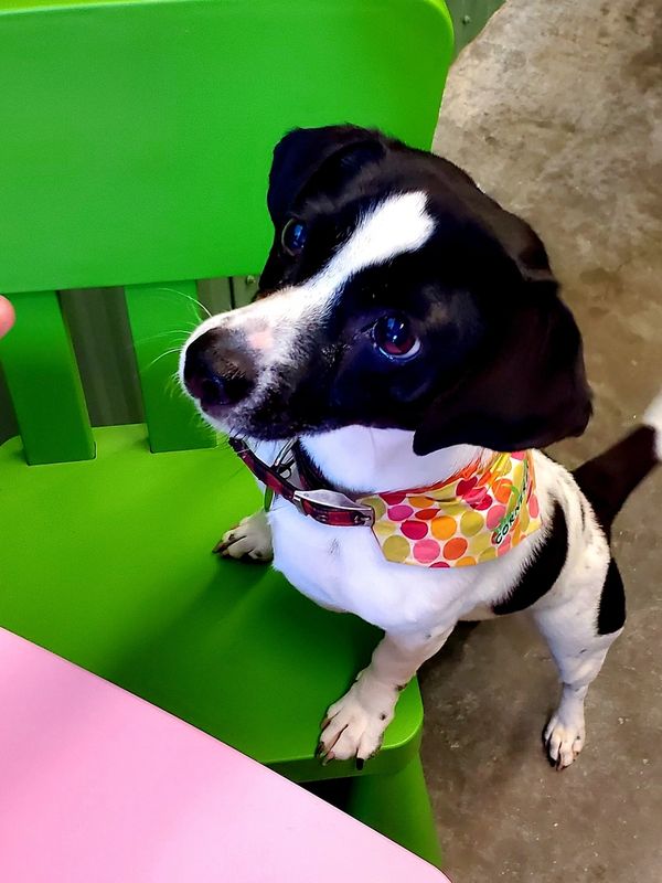 pocket beagle wearing Cornerbrooks custom bandana with paws on green chair