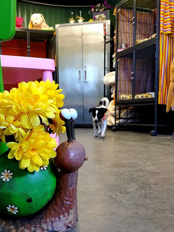 pocket beagle walking within colourful room. Jellies special care