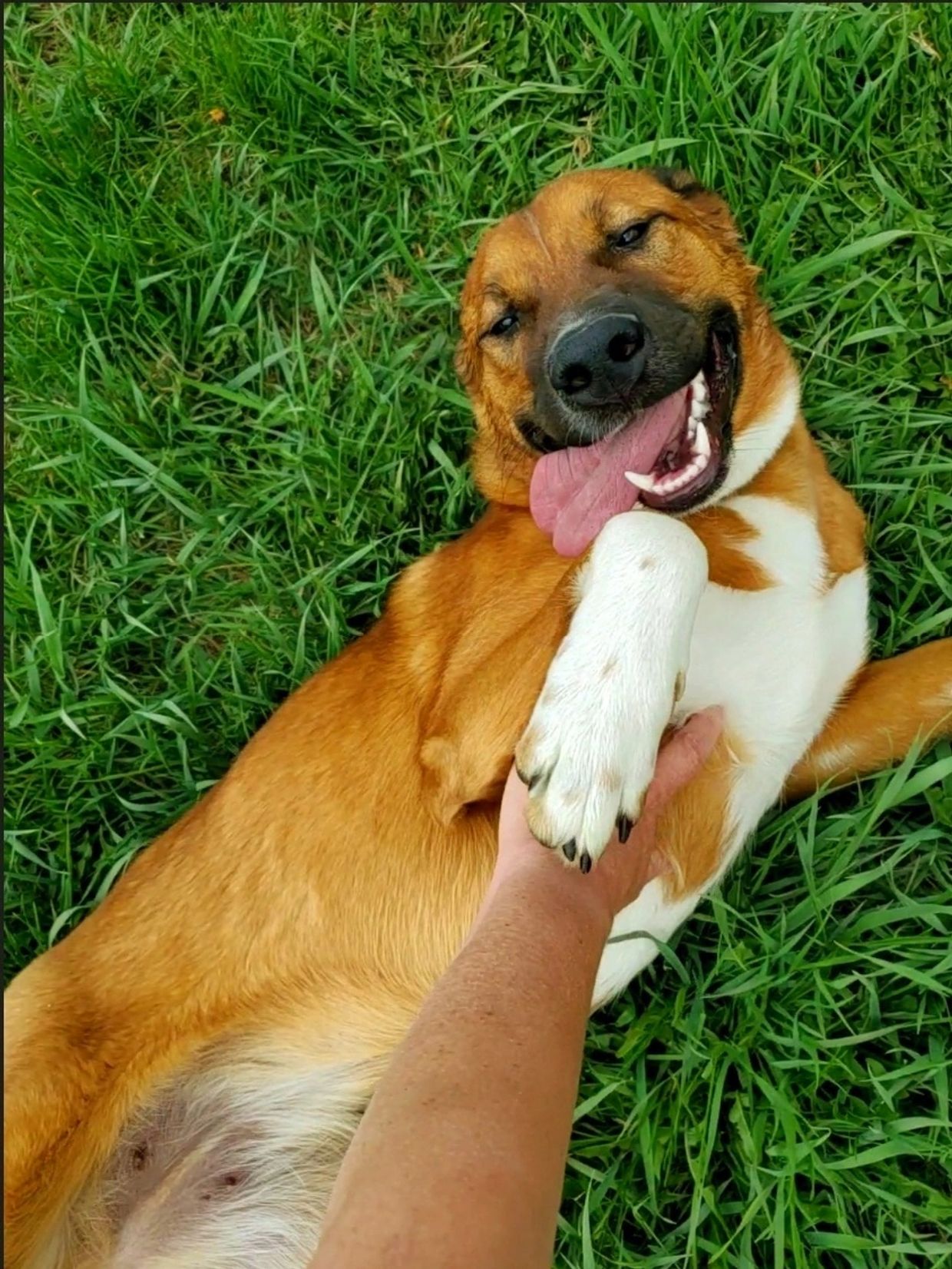 Medium dog laying on back in grass getting belly rub with tongue hanging out