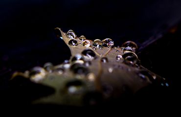 Close-up of water droplets on a leaf with dark background.