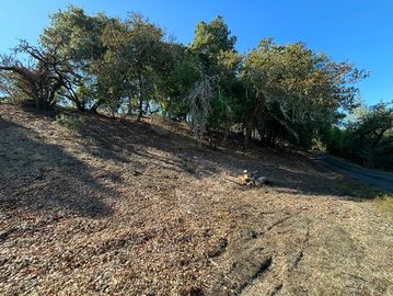 A dry hillside with scattered trees under a clear blue sky.