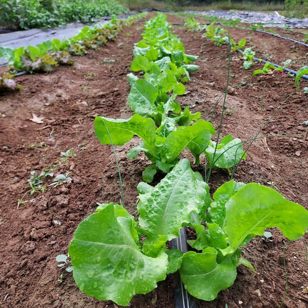 Rows of fresh green lettuce growing in a garden bed.
