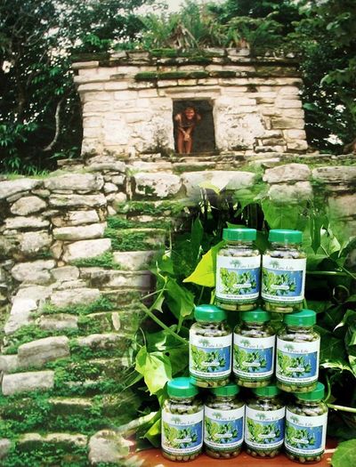 chaya supplements organic green superfoods for blood sugar support