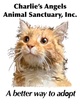 Charlie's Angels Animal Sanctuary, Inc. 

a cat café
