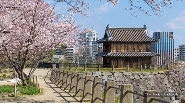 Cherry blossoms and traditional wooden building at Ohori Park, Fukuoka City.