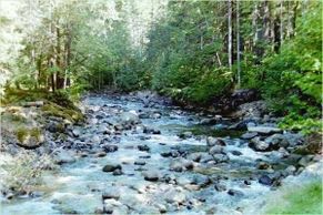 Large creek with rocks and trees
