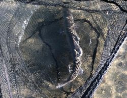 Lahontan cutthroat Pikes Peak strain in a net in the water