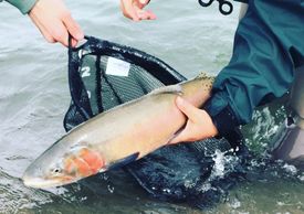 Lahontan cutthroat being held above the water and a net.