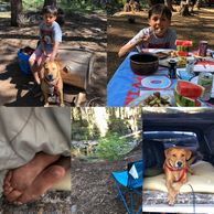 A collage of pictures of a boy and his dog camping