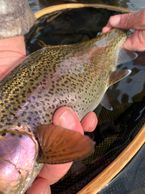 Picture o a fish being held gently by tw hands. It's clorsre bright and glistening, still wet over a