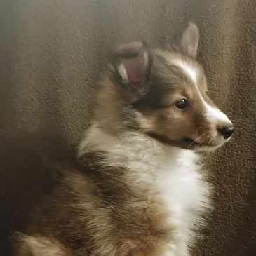 sheltie