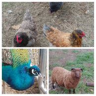 Chickens, Peacocks and shetland Ram Lamb