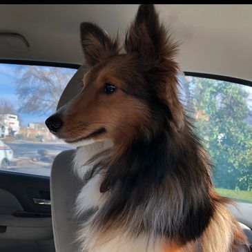 shetland sheepdog