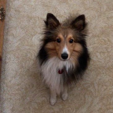 shetland sheepdog
