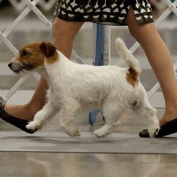 Angus male show Russell Terrier